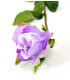 BOUTON DE ROSE