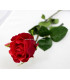 BOUTON DE ROSE