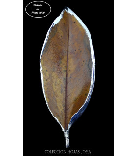 FEUILLES NATUREL DE MAGNOLIO PLAQUÉ ARGENT 1000
