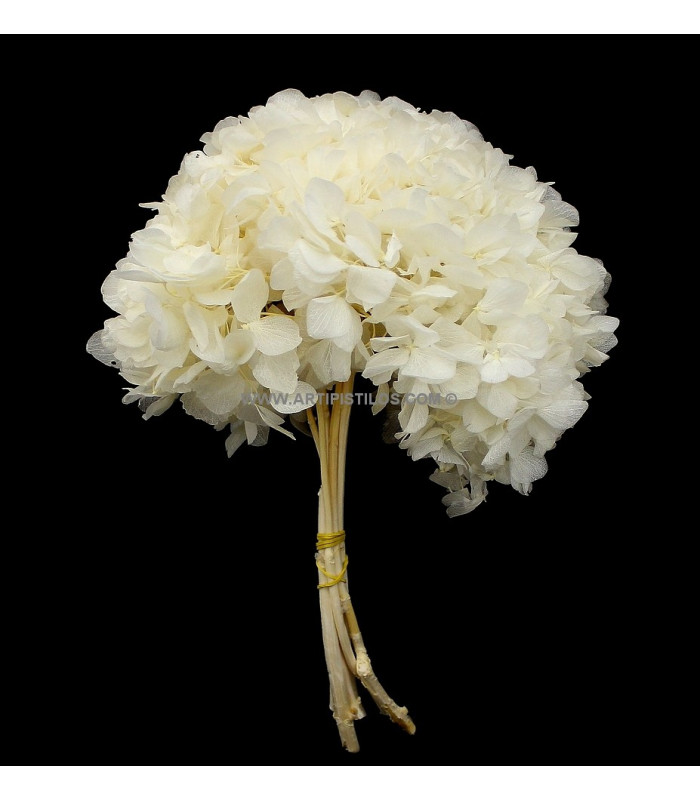 Hortensia préservé naturel