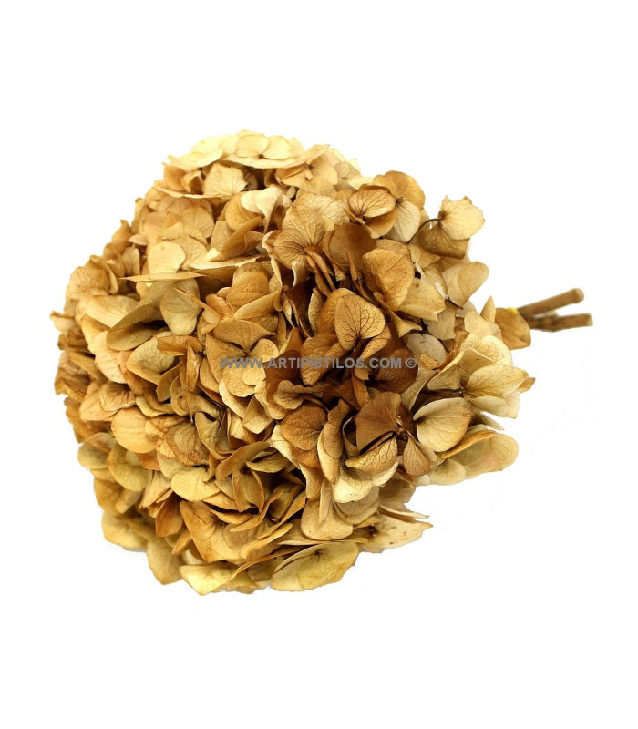 Hortensia préservé naturel