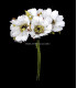 BOUQUET 6 MARGUERITES