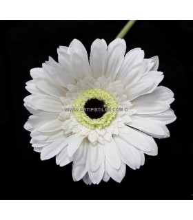 GERBERA "VINTAGE" 12 X 4 CMS.