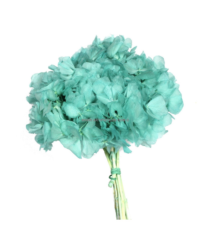 Hortensia préservé naturel