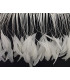 PLUMES DE COQ. RUBAN PREMIÉRE QUALITÉ  - 10 CMS.