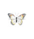 PAPILLON EN PLUMES