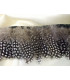 PLUMES DE POULE DE GUINÉE 10 CMS.