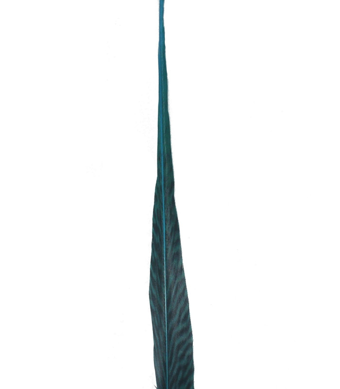 PLUME DE FAISAN DORÉ 50-55 CMS.
