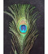 PLUME DE PAON 20 - 25 CMS.