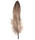 PLUME DE CANARD 15 CMS.