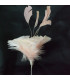 MONTAGE PLUMES DE JARS/ANTENNE DE COQ