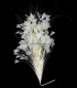 ASSEMBLAGE DE PLUMES 30 X 15 cm