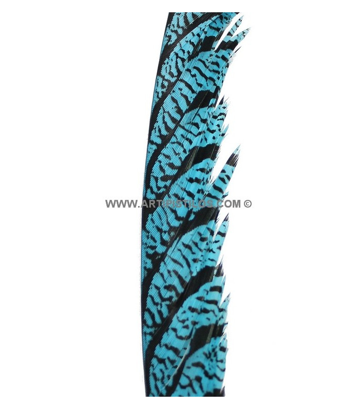 PLUME DE FAISAN LADY AMHERST 50-62,5 CMS.
