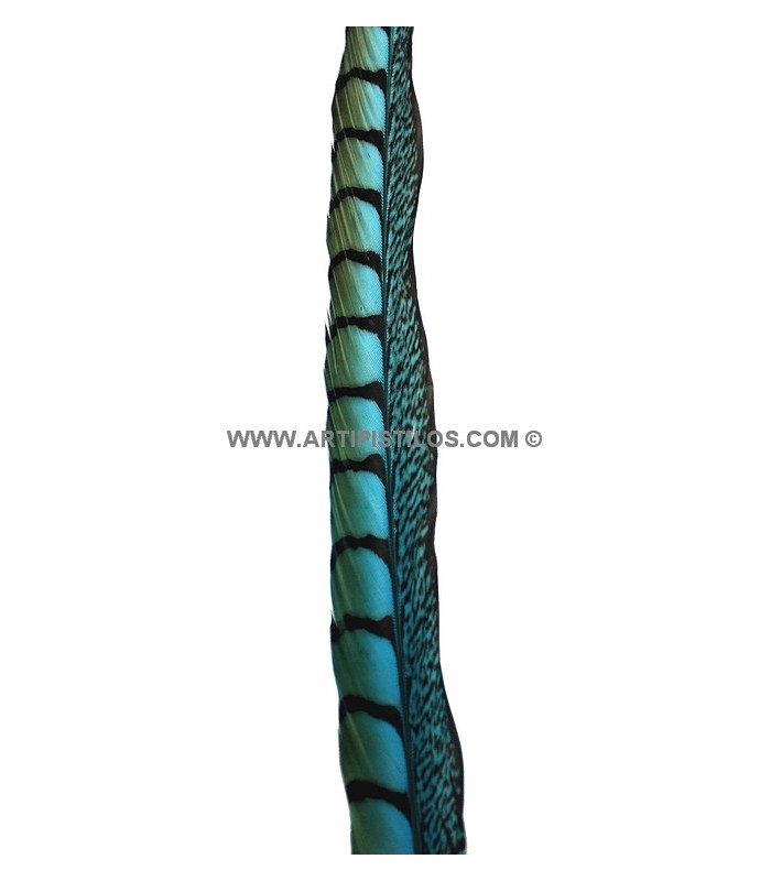PLUME DE FAISAN LADY AMHERST 55 - 60 CMS.