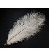 PLUME D´AUTRUCHE 25 - 30 CMS.