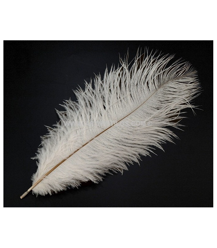 PLUME D´AUTRUCHE 25 - 30 CMS.