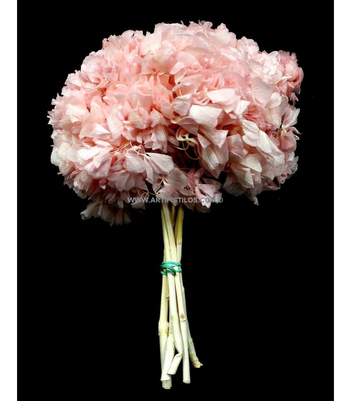 Hortensia préservé naturel
