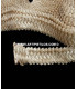 RACELLO CLASSICS 3,5 CMS.