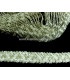 TRESSE RACELLO FRISÉ 34 MM