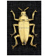 Coléoptères métalliques 37 X 66 MM