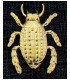 MELOLONTHA 37 X 56 mm