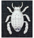 MELOLONTHA 37 X 56 mm