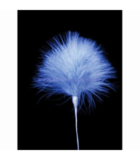 BOUQUET PLUMES DE MARABU
