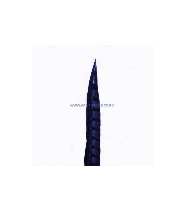 PLUME DE FAISAIN LADY AMHERST 40-45 CMS.