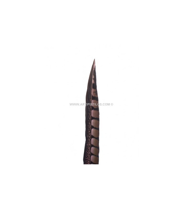 PLUME DE FAISAN LADY AMHERST 55 - 60 CMS.