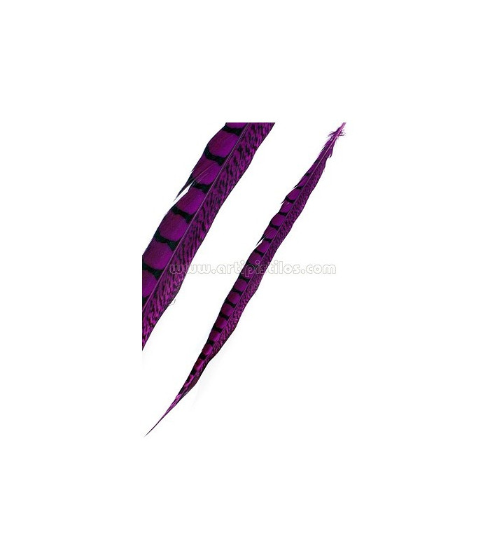 PLUME DE FAISAN LADY AMHERST 55 - 60 CMS.