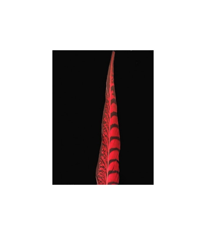 PLUME DE FAISAN LADY AMHERST 55 - 60 CMS.