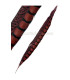 PLUME DE FAISAN LADY AMHERST 55 - 60 CMS.