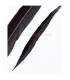 PLUME DE FAISAN LADY AMHERST 55 - 60 CMS.