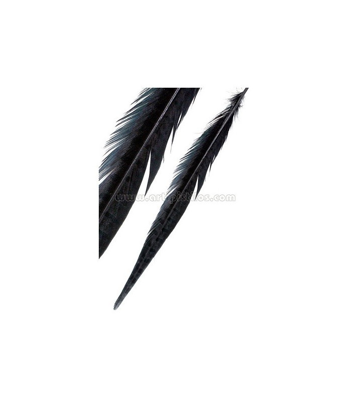 PLUME DE FAISAN 61/66 CMS.