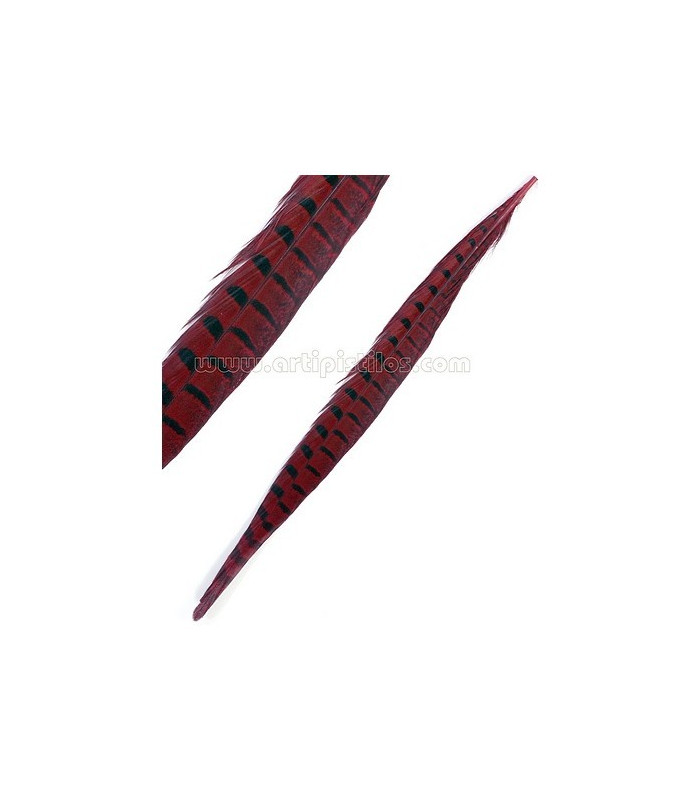PLUME DE FAISAN 61/66 CMS.