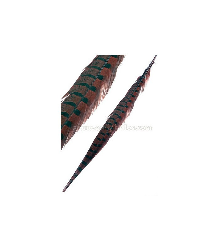 PLUME DE FAISAN 61/66 CMS.