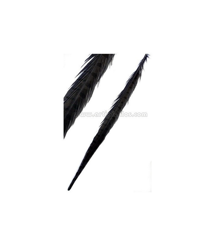 PLUME DE FAISAN 61/66 CMS.
