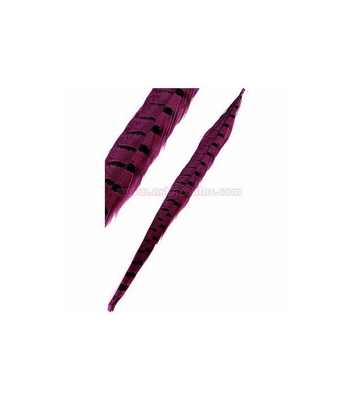 PLUME DE FAISAN 61/66 CMS.