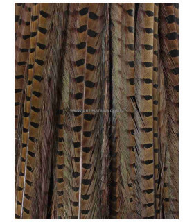 PLUME DE FAISAN 61/66 CMS.