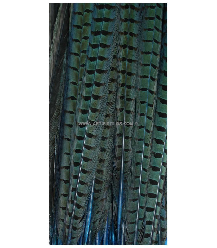 PLUME DE FAISAN 61/66 CMS.