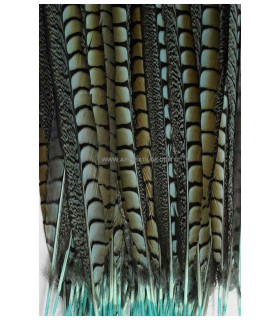 PLUME DE FAISAN LADY AMHERST 55 - 60 CMS.
