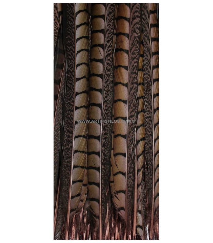 PLUME DE FAISAN LADY AMHERST 55 - 60 CMS.