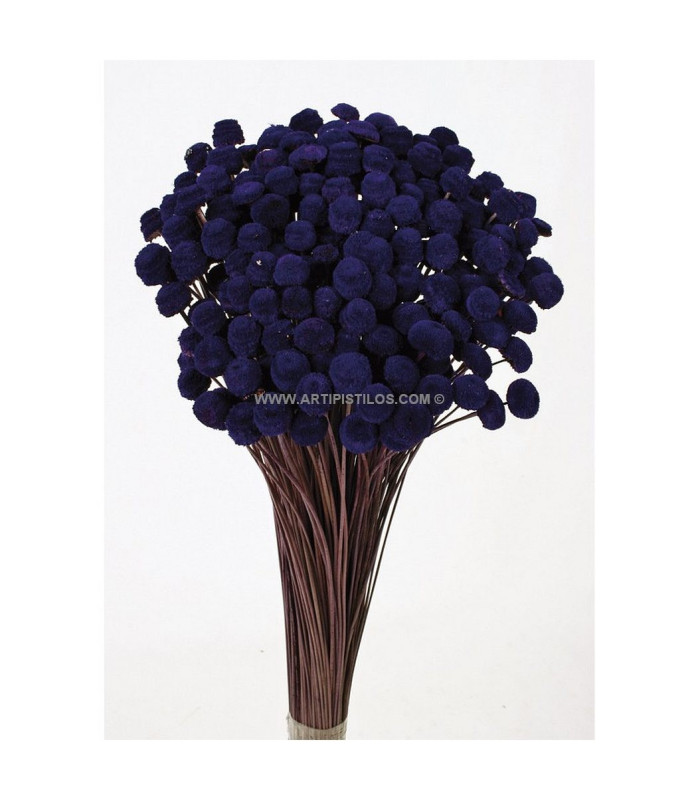BOTAO PRESERVADO 100 Gramos X 45 cm