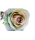 ROSE TISSÚ "ARIADNA"