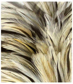 MONTAGE PLUMES DE COQ