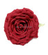 ROSE TISSU 15 X 5 CMS.
