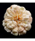 Zinnia en tissu 8.5 CM