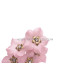 FLEUR DE PORCELAINE FRAISE 3 CM