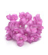 FLEUR DE PORCELAINE FRAICHE 2.3 CM