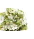 TISSU HORTENSIA